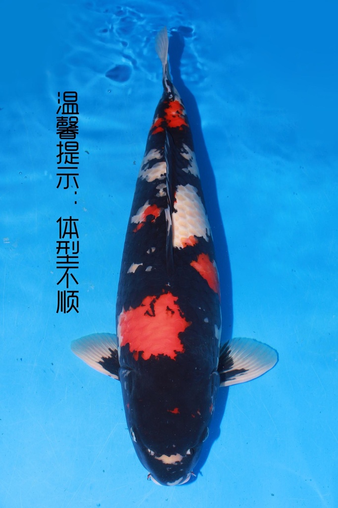 349041 70cm 阪井产 昭和 三才 雌性