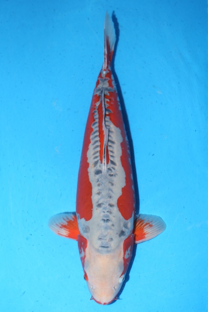 349001 70cm 丸堂产 红白 雌性 (副本) (副本) (副本) (副本) (副本) (副本) (副本) (副本) (副本) (副本) (副本) (副本) (副本)