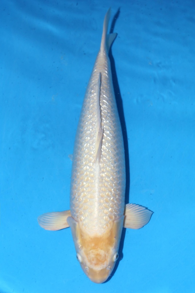 349026 72cm 菅野产 银鳞白金 三才 雌性