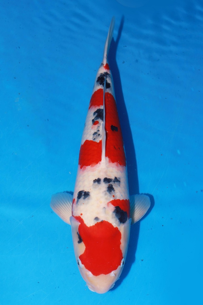 349017 58cm 阪井产 大正 二才 雌性 爱的狂风