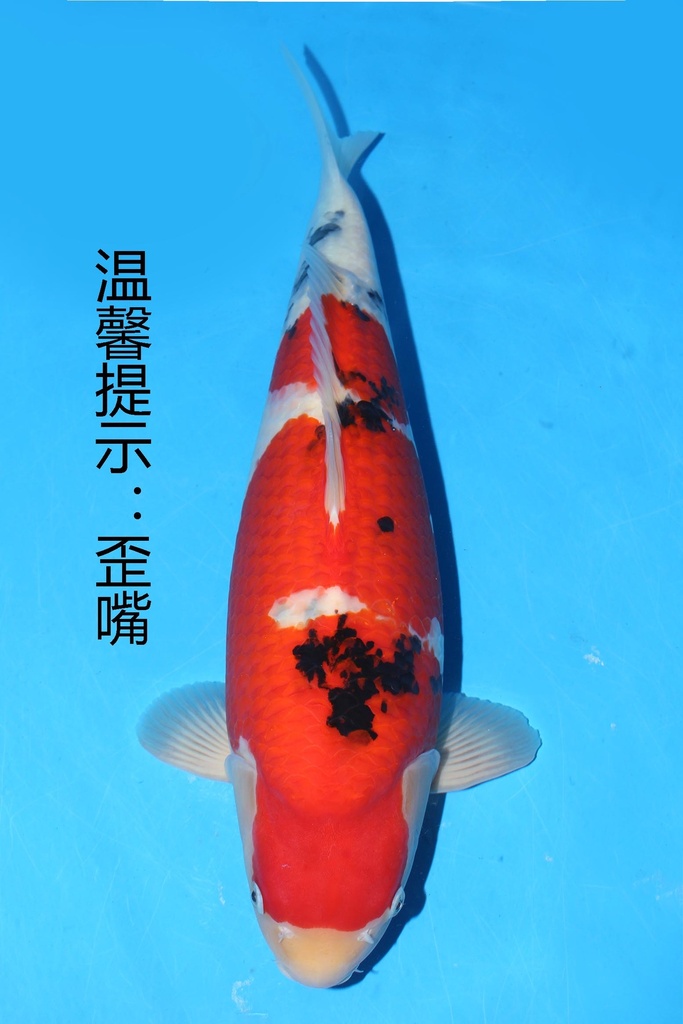 349005 59cm 阪井产 大正 二才 雌性