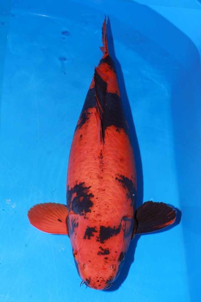 349001 70cm 丸堂产 红白 雌性 (副本) (副本) (副本) (副本) (副本) (副本)