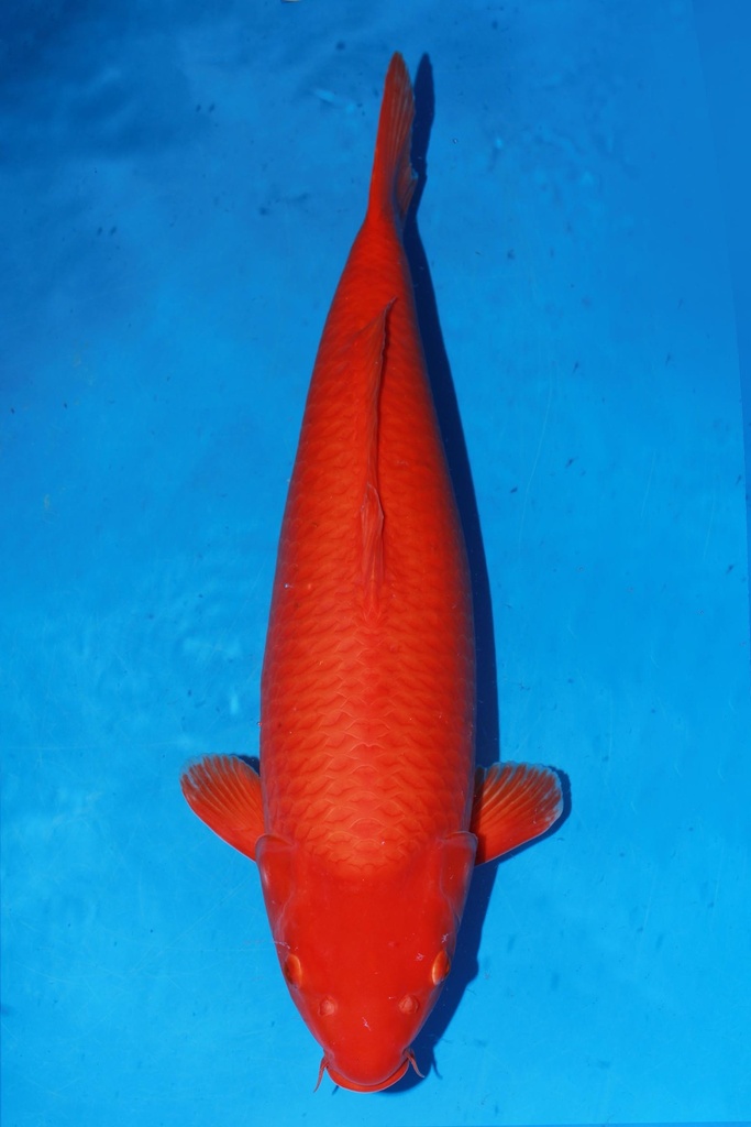 349004 74cm 尾形产 火鲤 四才 雌性