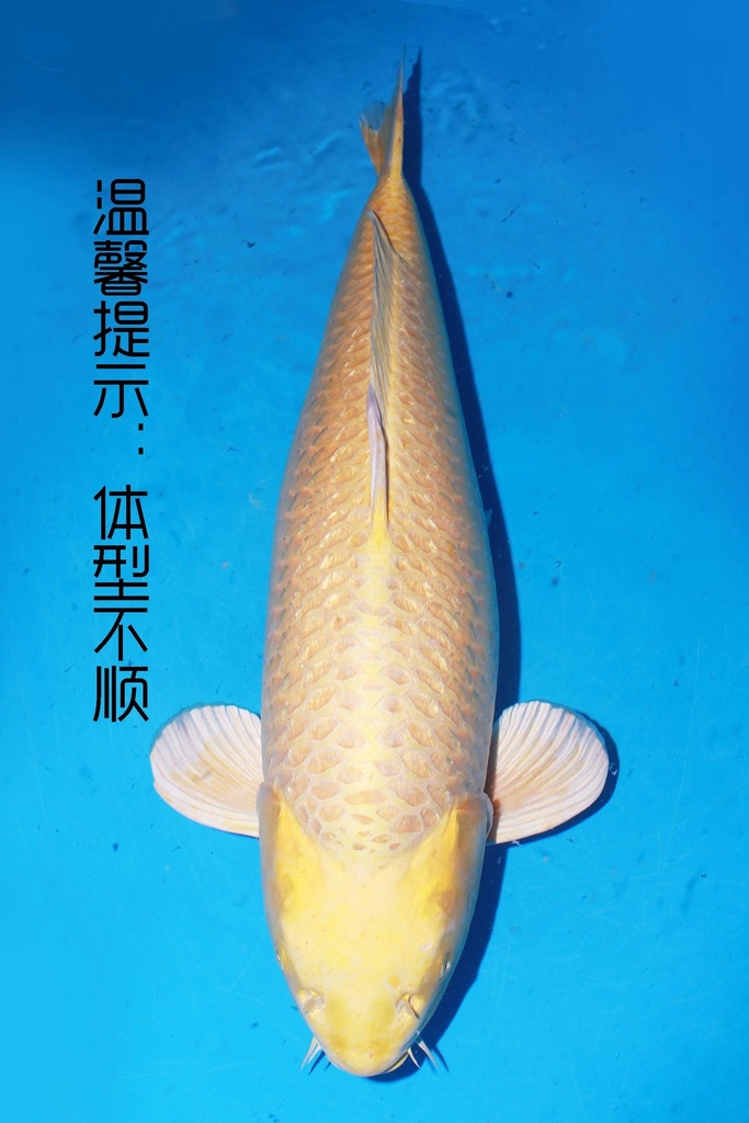 349024 81cm 桃太郎产 银鳞黄金 四才 雌性 芯片3043