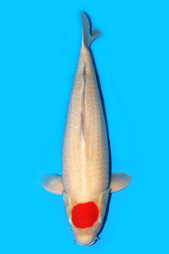 大日产 丹顶 四才 68cm 雌性 340005