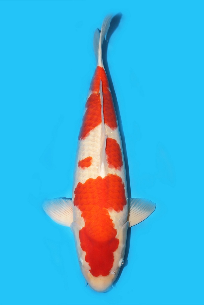 桃太郎产 红白 三才 68cm 雌性 340013