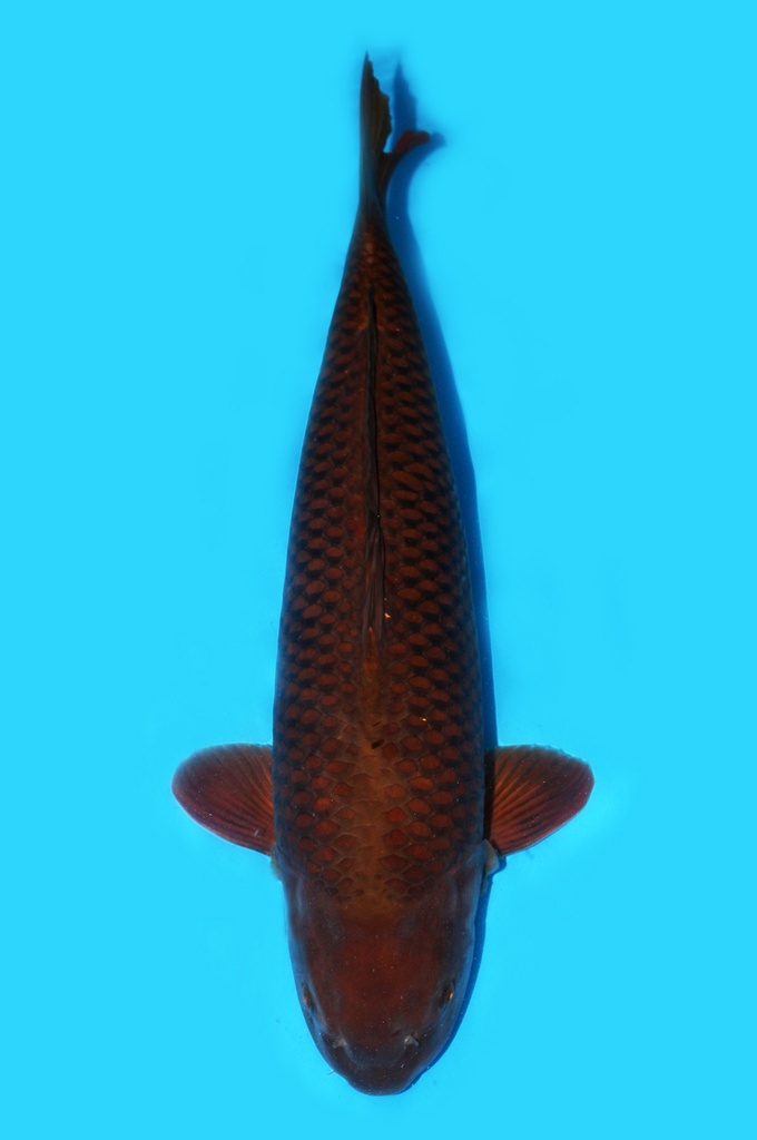 阪井产 茶鲤 三才 68cm 雌性 340014