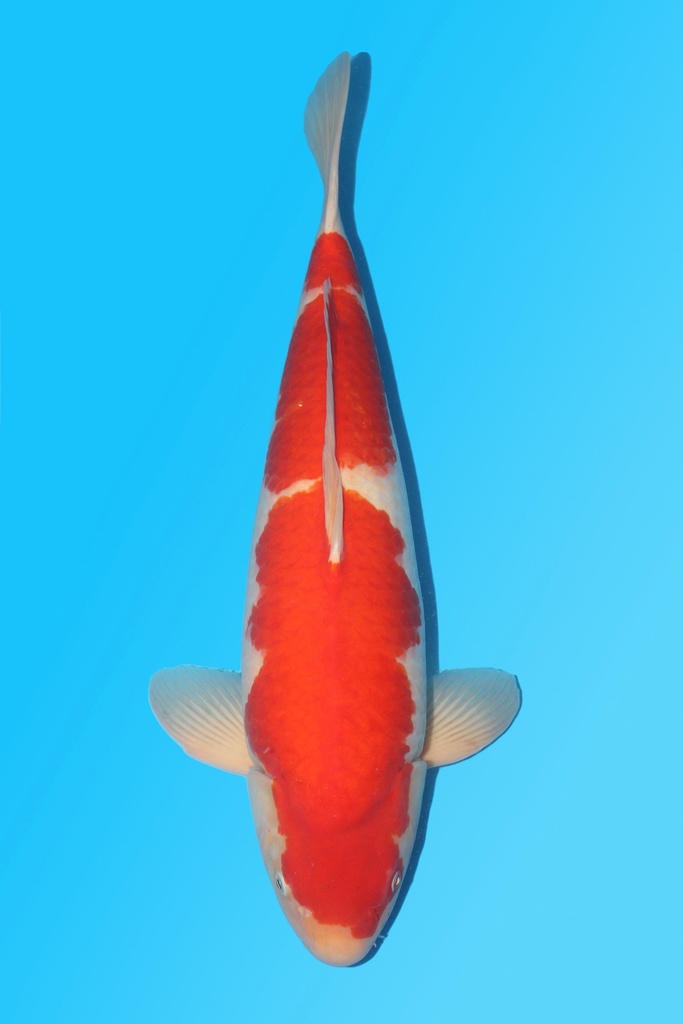 桃太郎产 红白 四才 67cm 雌性 340017