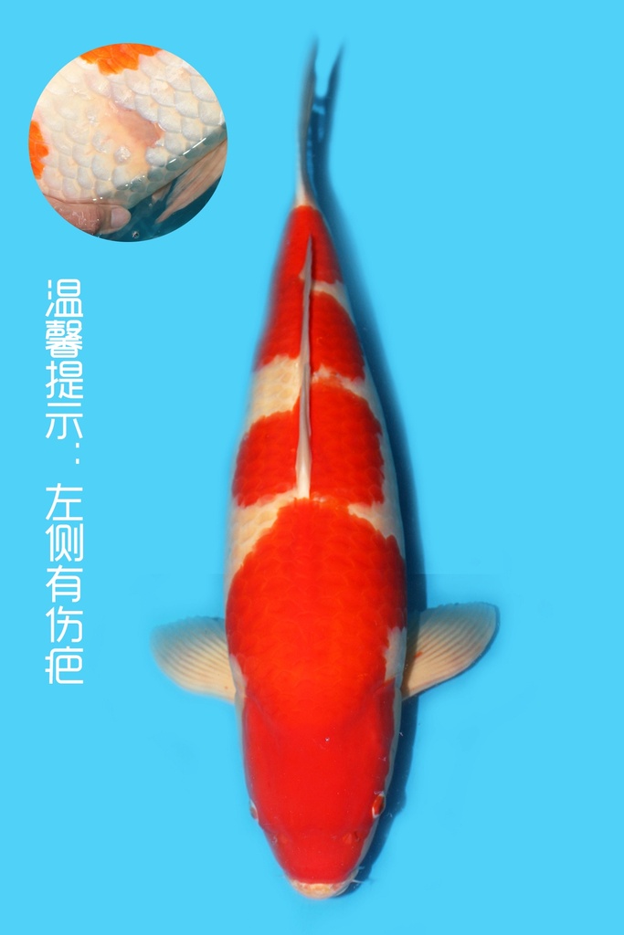 桃太郎产 红白 四才 76cm 雌性 340016