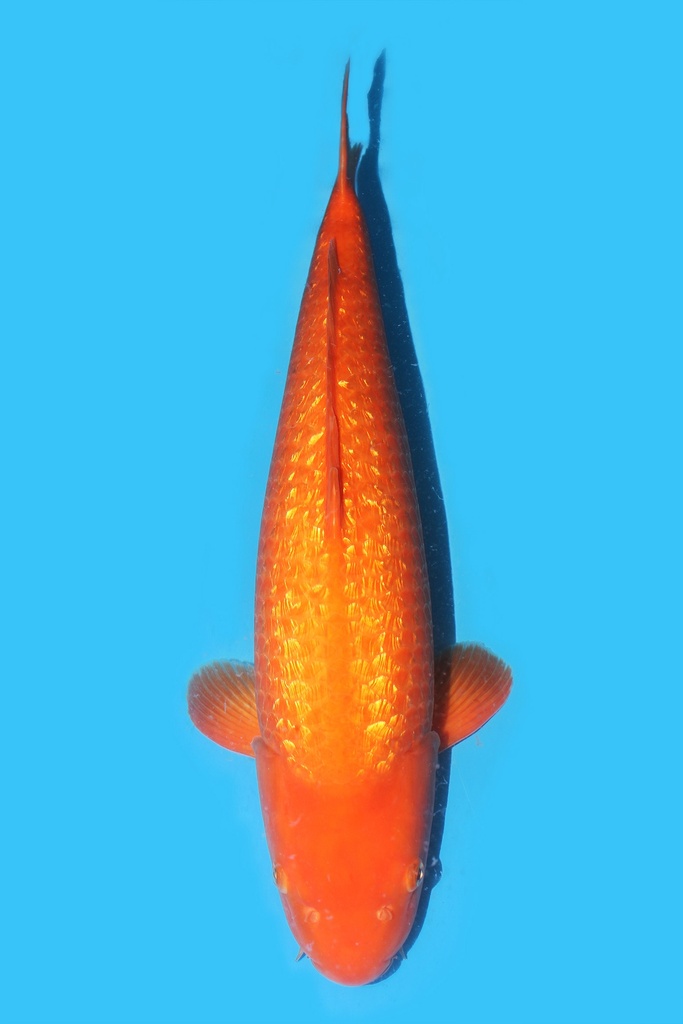 大日产 银鳞黄猿介子鲤 三才 64cm 雌性 340012