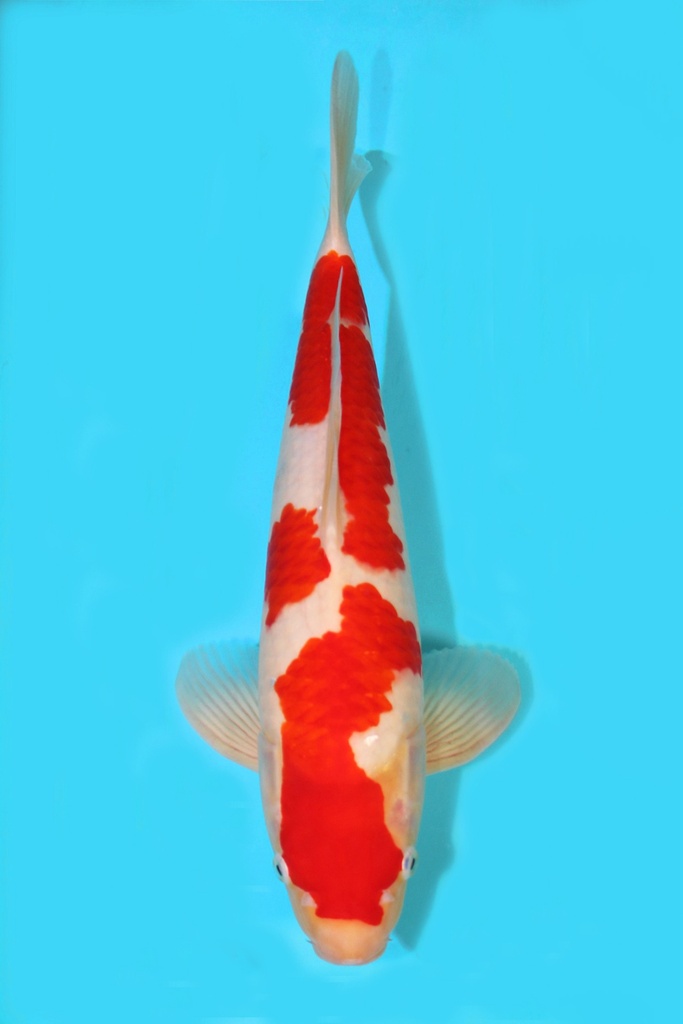 阪井产 红白 二才 40cm 雄性 340038