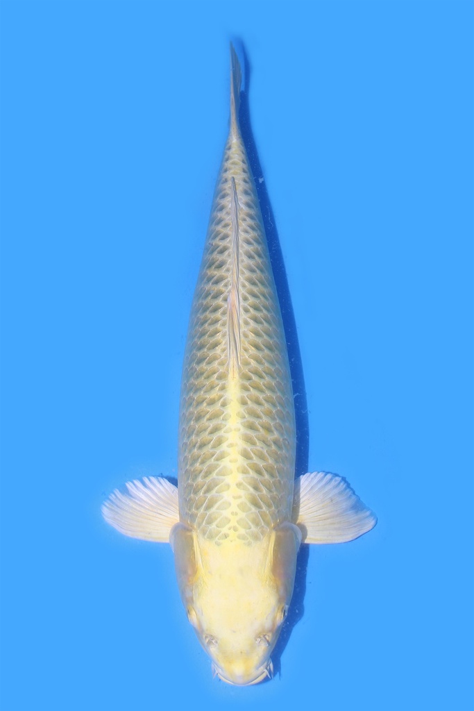 大日产 黄金松叶 三才 67cm 雌性 340035