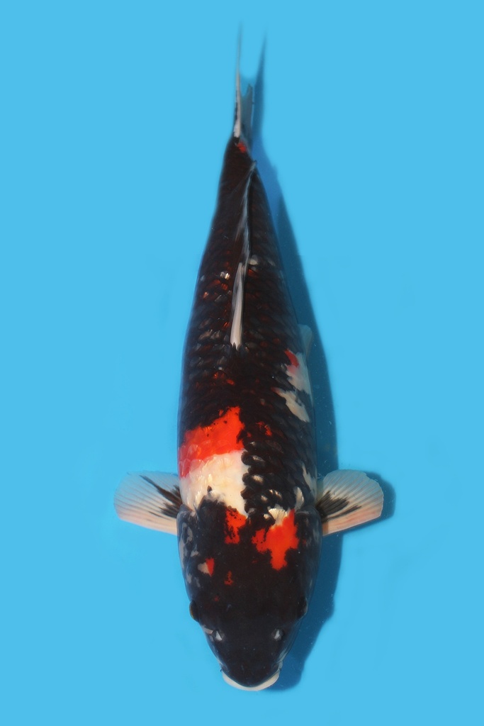 大日产 昭和 三才 57cm 雌性 340043