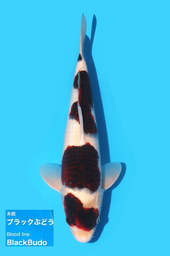 尾形产 衣 二才 40cm 雄性 340039