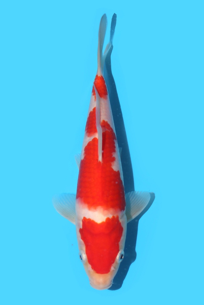 阪井产 红白 二才 23cm 雄性 340051