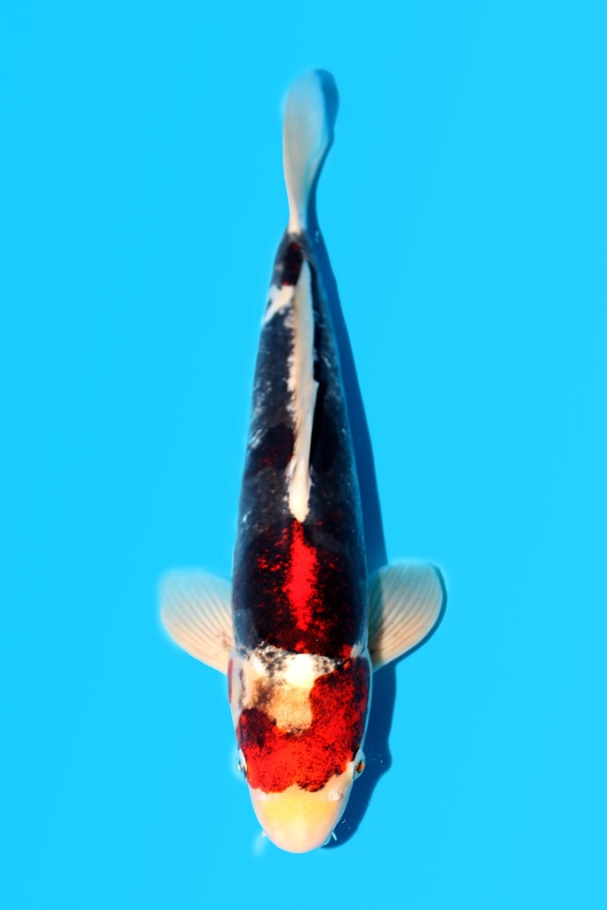 谷养产 红九纹龙 二才 40cm 雄性