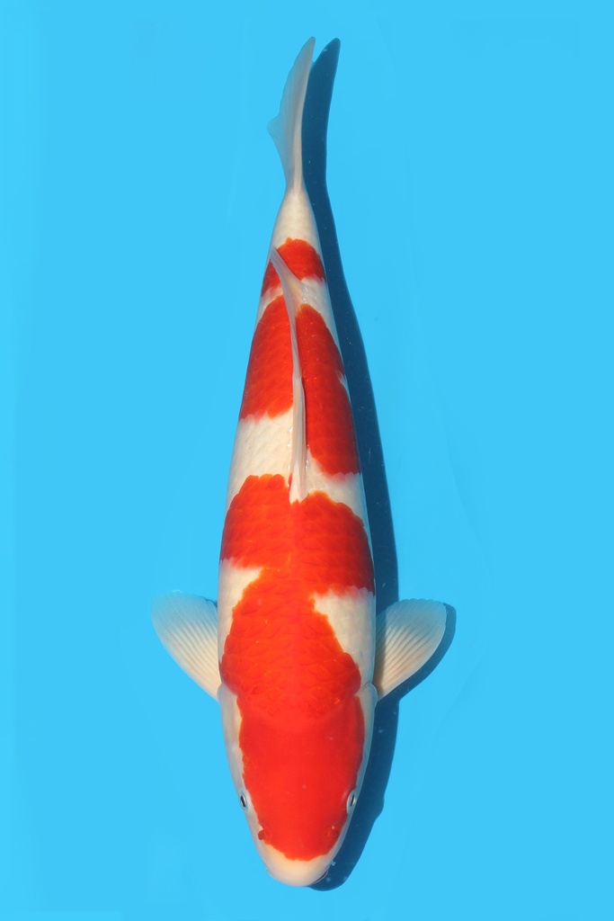 大石产 红白 二才 45cm 雄性 340059