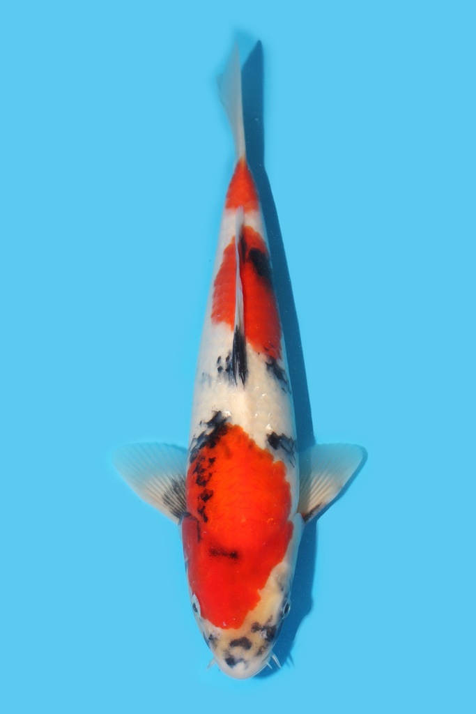 大日产 昭和 当才 31cm 公母不明 340064