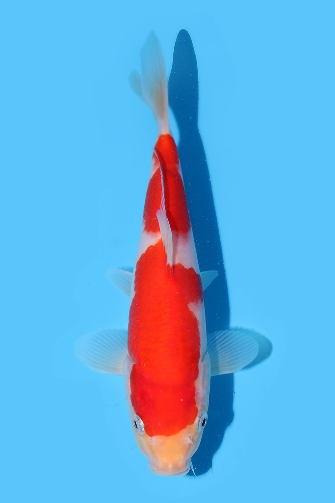 阪井产 红白 当才 22cm 公母不明 340070