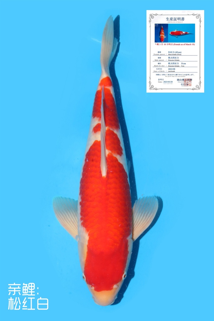 桃太郎产 红白 二才 50cm 雌性 340076