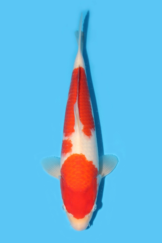 桃太郎产 红白 大当才 37cm 雌性 340079