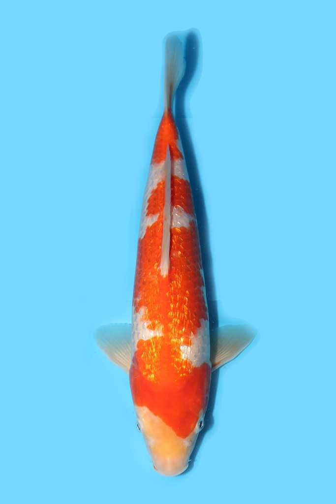 桃太郎产 银鳞红白 当才 33cm 公母不明 340083