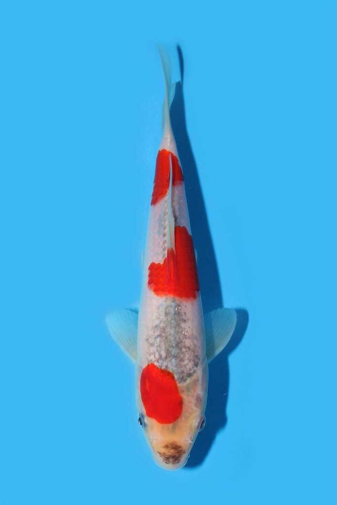 菅野产 五色 当才 22cm 公母不明 340088