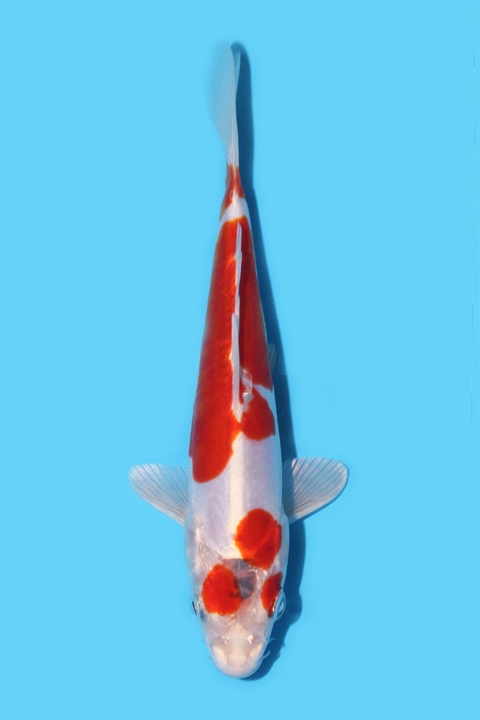 菅野产 菊水 当才 16cm 公母不明 340099