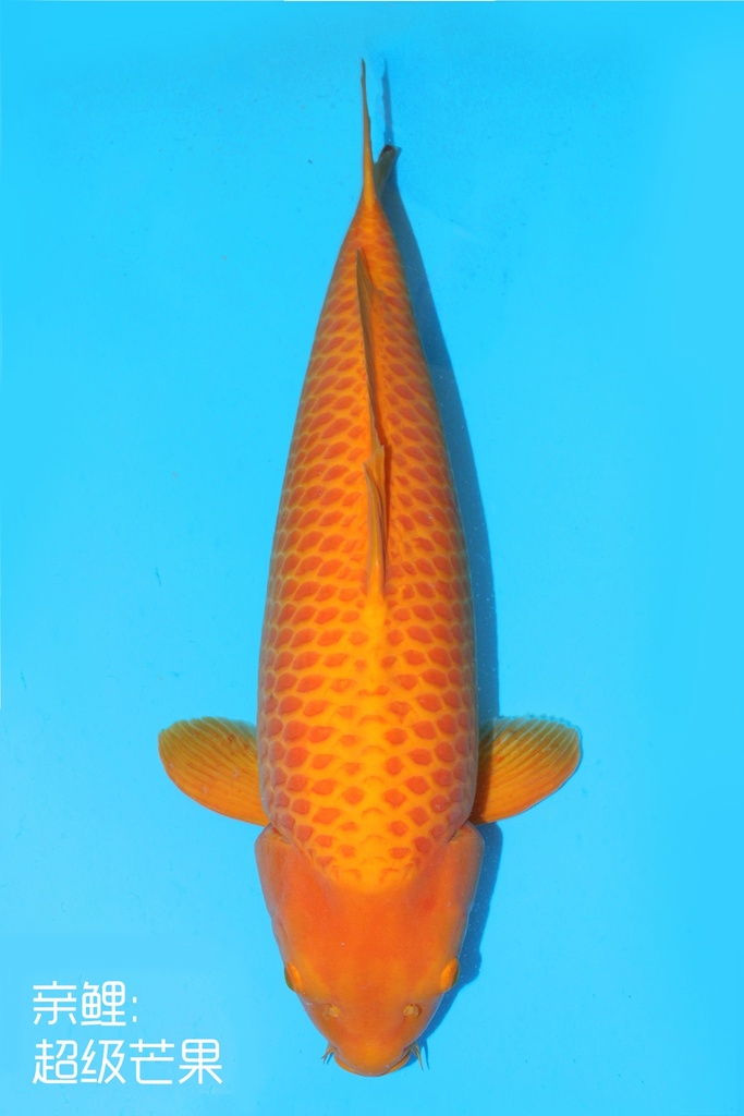 阪井产 介子鲤 四才 76cm 雌性 341023