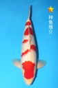 桃太郎产 红白 二才 雄性 49cm 345049