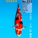 大日产 昭和 二才 62cm 雌性（现存日本）