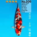 大日产 昭和 二才 65cm 雌性（鱼在日本）