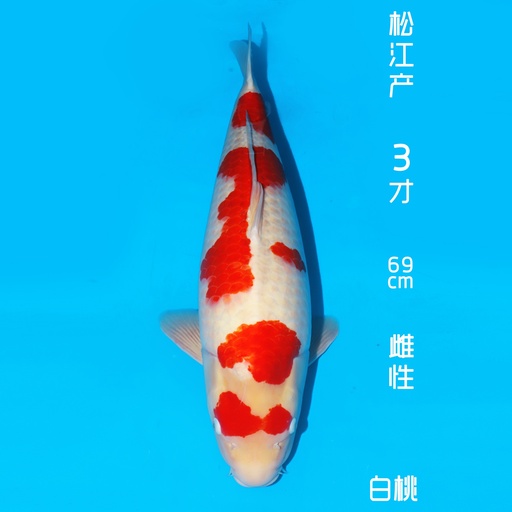 松江产 红白 3才 69cm 雌性（现存日本）