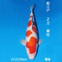 松江产 红白 二才 59cm 雌性 雪莲（鱼在日本）