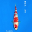 尾形产 大正 19cm 公母不明