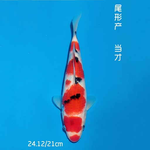 尾形产 大正 21cm 公母不明