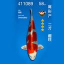 NO.089-24年11月尾形现场拍卖会 –孔雀  雌性 （ 回国运费实报实销）