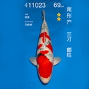 NO.023-24年11月尾形现场拍卖会 –大正  雌性 （ 回国运费实报实销）