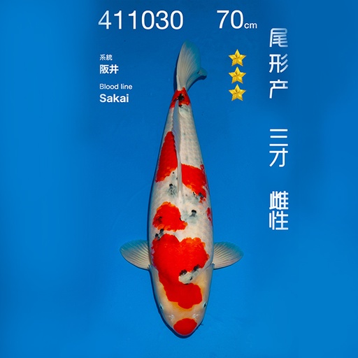 NO.030-24年11月尾形现场拍卖会 –大正  雌性 （ 回国运费实报实销）