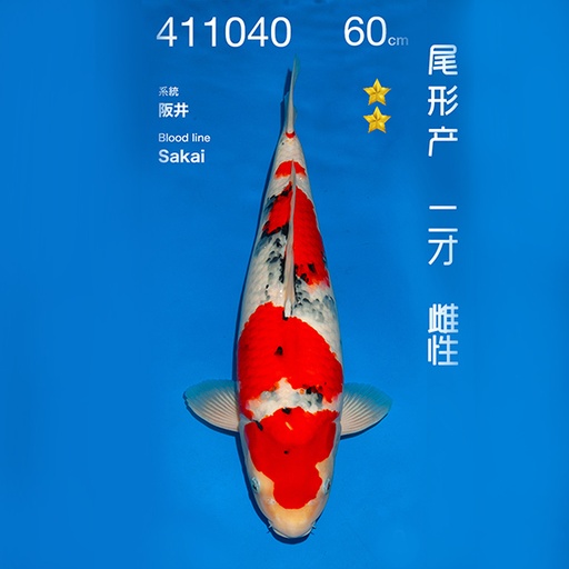 NO.040-24年11月尾形现场拍卖会 –大正  雌性 （ 回国运费实报实销）