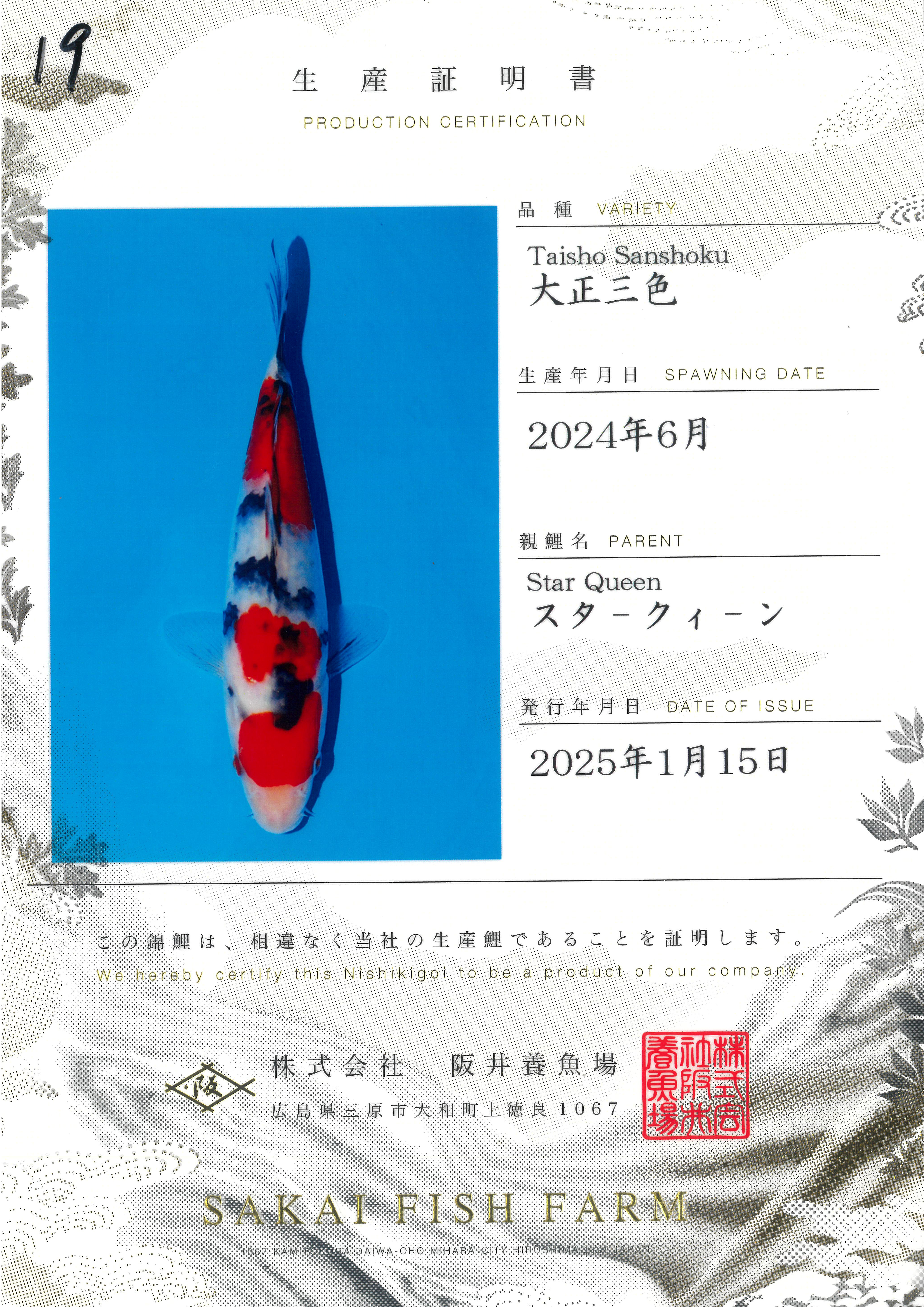 阪井产 大正 19cm 亲鲤星女王