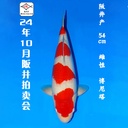 24年10月15-16日阪井现场拍卖会 –红白 博尼塔  雌性 （ 附现场视频/回国运费实报实销）