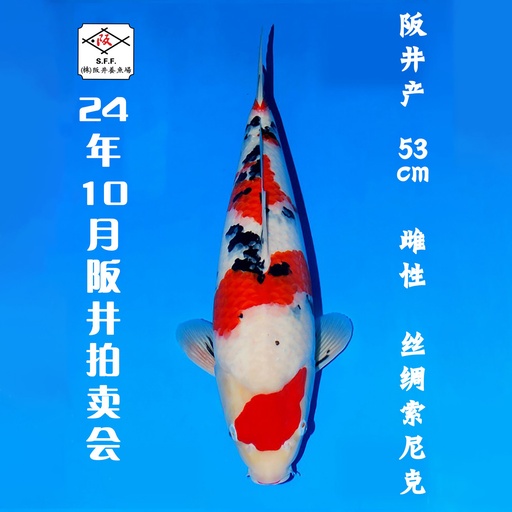 24年10月15-16日阪井现场拍卖会 –大正 丝绸索尼克 雌性 （ 附现场视频/回国运费实报实销）