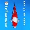 24年10月15-16日阪井现场拍卖会 –红白  雌性 （ 附现场视频/回国运费实报实销）