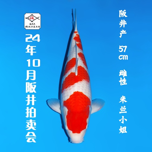 24年10月15-16日阪井现场拍卖会 –红白  雌性 （ 附现场视频/回国运费实报实销）