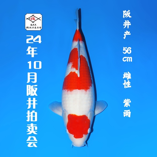 24年10月15-16日阪井现场拍卖会 –红白  雌性 （ 附现场视频/回国运费实报实销）