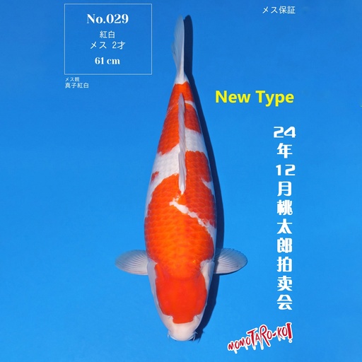 桃太郎竞拍会-红白 61cm 雌性