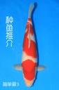 阪井产 三才 50cm 雄性 种鱼推介 简单爱3 346049