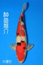 阪井产 三才 47cm 雄性 种鱼推介 大理石 346051