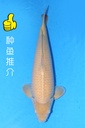 小西产 66cm 三才 雄性 种鱼推介 347040